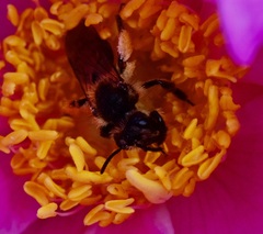 Andrena thaspii