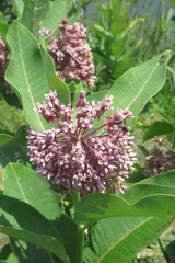 Physocephala furcillata