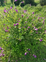 Ipomoea tacambarensis