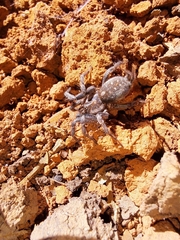 Ischnothele annulata