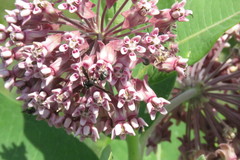 Physocephala furcillata