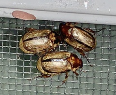 Anomala arida