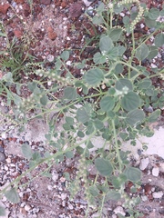 Heliotropium europaeum