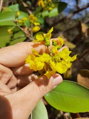 Banisteriopsis anisandra