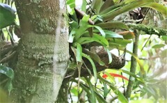 Campylorhamphus pusillus