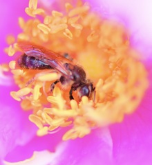 Andrena thaspii