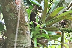 Campylorhamphus pusillus