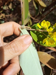 Banisteriopsis anisandra