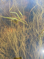 Schoenoplectus subterminalis