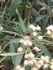 Protodejeania echinata