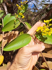 Banisteriopsis anisandra