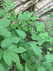 Eurybia furcata