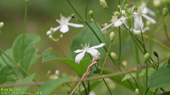 Clematis apiifolia