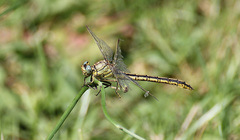 Gomphus pulchellus