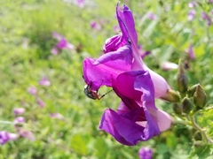 Ipomoea tacambarensis