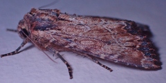 Apamea lignicolora
