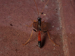 Opheltes glaucopterus