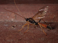 Opheltes glaucopterus