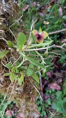 Telipogon latifolius