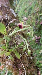 Telipogon latifolius