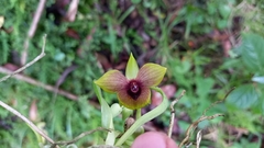 Telipogon latifolius