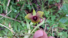 Telipogon latifolius