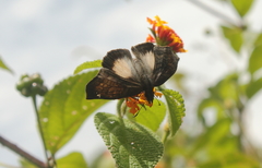 Theagenes aegides