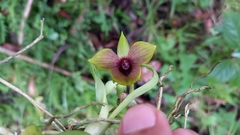 Telipogon latifolius