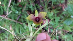 Telipogon latifolius