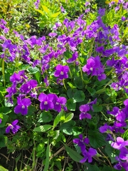 Viola odorata
