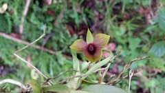 Telipogon latifolius