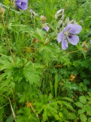 Geranium erianthum