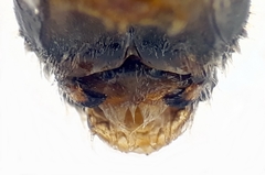 Pseudoanthidium scapulare