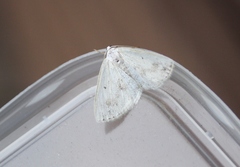 Lomographa temerata