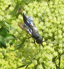 Krombeinopyga aculeata