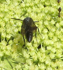 Krombeinopyga aculeata