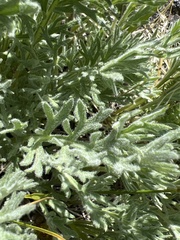 Artemisia arctica
