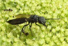 Krombeinopyga aculeata