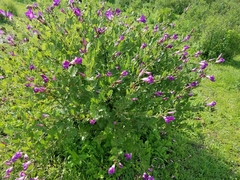 Ipomoea tacambarensis