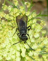 Krombeinopyga aculeata