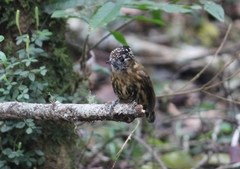 Picumnus nebulosus