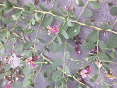 Capparis spinosa