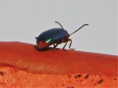 Asphaera abdominalis