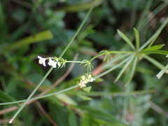 Galium pumilum