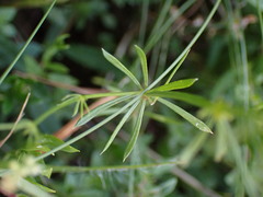 Galium pumilum