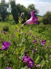 Ipomoea tacambarensis