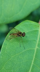 Chrysopilus fasciatus