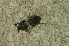 Dermestes marmoratus