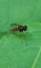Chrysopilus fasciatus