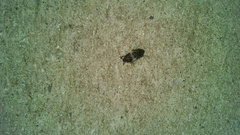 Dermestes marmoratus